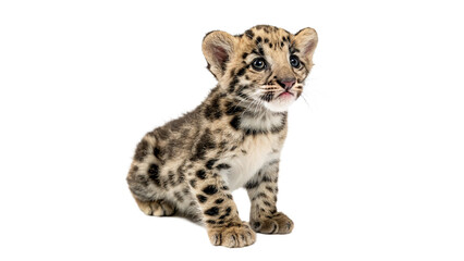 Small spotted leopard cub sitting isolated on transparent background © James