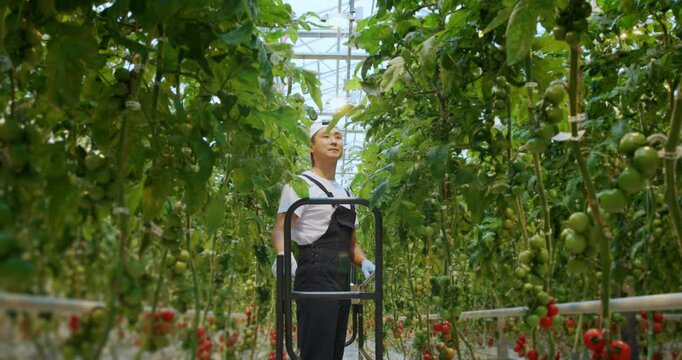 Greenhouse worker walking through rows of tomato plants and inspecting crops inside a modern commercial greenhouse.