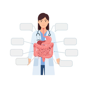 Female doctor holding digestive system anatomy illustration.