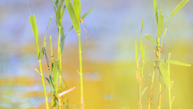 Mature male Blue-tailed damselfly perched on a Common reed leaf shaken by a light breeze at a pond edge in summer. Ischnura elegans, Phragmites australis, Indre-et-Loire, Centre Val de Loire, France