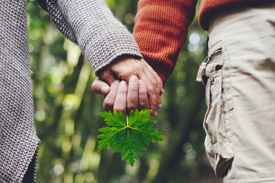 Couple holding hands in a green forest, walking together and holding a fresh leaf as a symbol of love, connection and nature; sweaters and pants suggest an outdoor stroll.