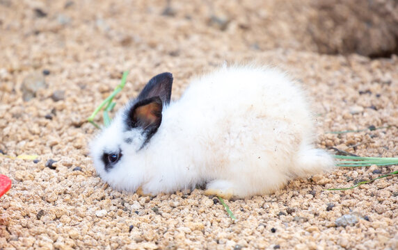 An adorable fluffy rabbit with an unusual coat color standing on small gravel. A cute domestic pet in a close-up outdoor shot.
