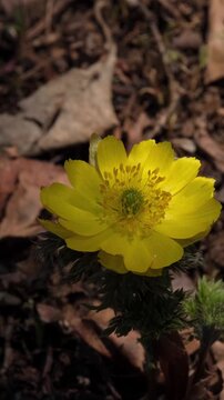 Yellow adonis close-up in a spring forest.