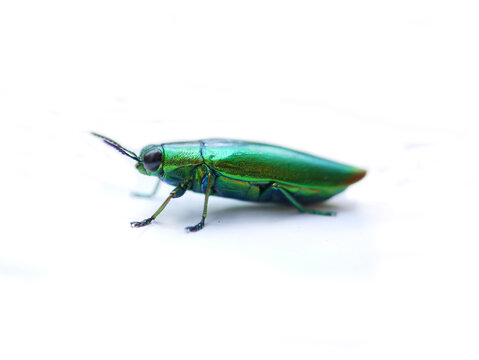 Macro photography of iridescent green jewel beetle on white background