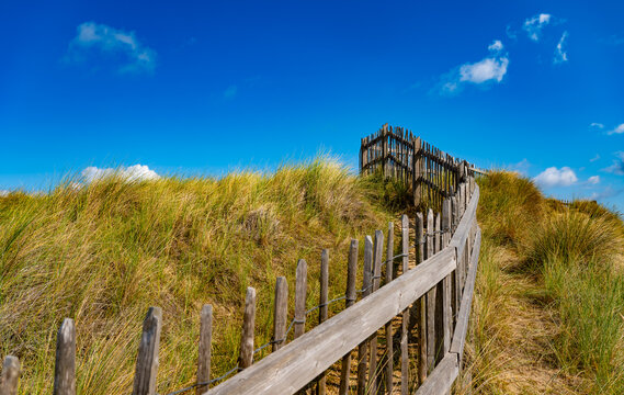 Weathered wooden fence leading through golden marram grass on the dunes at Horsey Gap, Norfolk, beneath an intense blue summer sky.