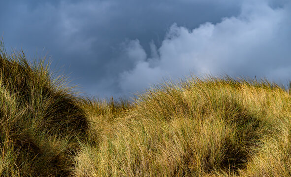 Golden dune grasses at Horsey Gap, Norfolk, illuminated by sunlight beneath dark dramatic storm clouds on the North Sea coast of England.