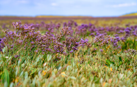 Purple sea lavender (Limonium vulgare) flowering in the coastal salt marsh at Holkham Beach, Norfolk, England, photographed in high summer.