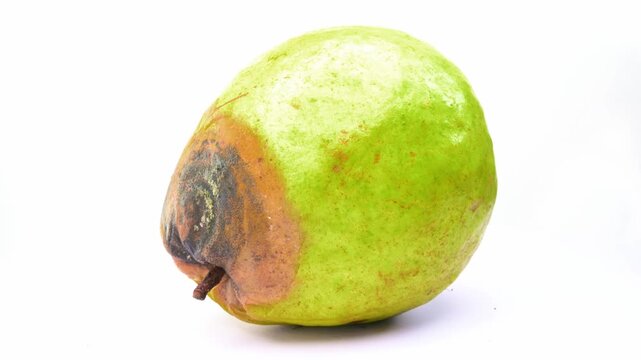 A rotten guava with dark moldy patches on its skin rotating on white