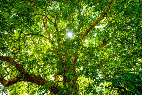 Sunlight shining through the dense green canopy of a mature tree in Holkham Park, Norfolk, creating a vibrant summer scene of twisting branches and foliage.