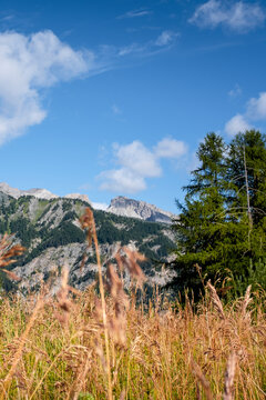 Golden meadow grasses sway in the foreground, with rugged alpine mountains and dark pine forest beyond under a blue sky with scattered clouds, evoking calm summer and open nature.