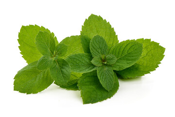 Fresh Green Mint Leaves on White Background © GSDesign