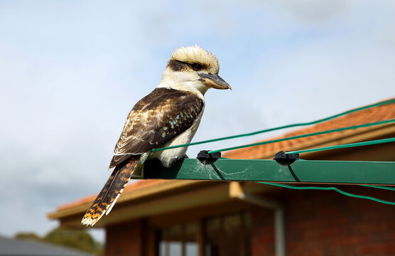 Kookaburra perched on clothesline.