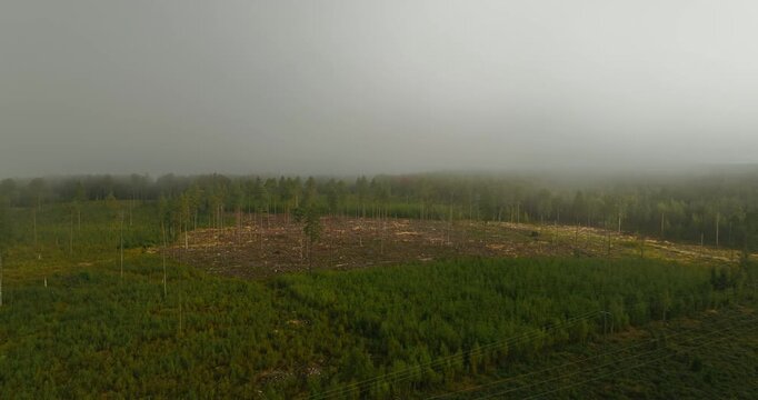 Aerial view of a forest regeneration area showing rows of young trees planted across clear-cut land, highlighting reforestation, sustainable forestry, and managed woodland in Sweden.