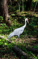 Fototapeta premium An Indian crane walks through the forest on a bright sunny day. Animals, birds, ornithology, ecology.