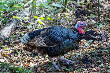 A wild turkey stands on the ground in the forest on a bright sunny day. Animals, birds, orni-thology, ecology. © Victor1153