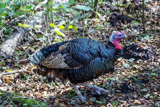 A wild turkey stands on the ground in the forest on a bright sunny day. Animals, birds, orni-thology, ecology.