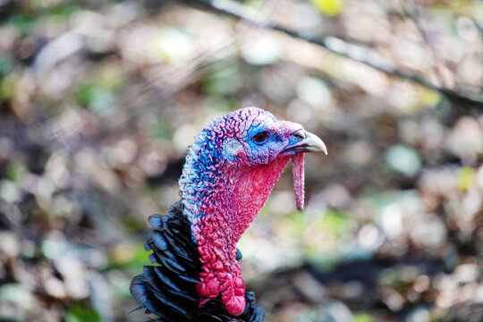 Wild turkey's head on a forest background on a bright sunny day. Animals, birds, ornithology, ecology.