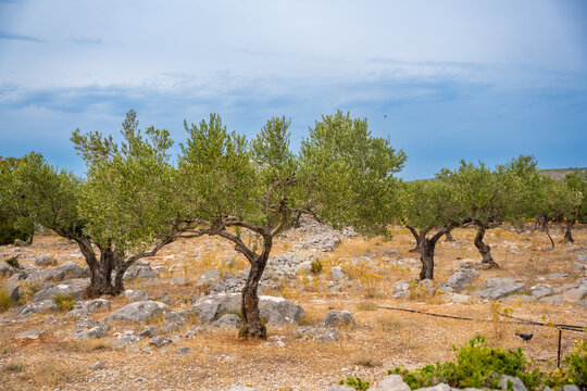 Olive grove with mature trees and dry soil, irrigation hoses visible on the ground in a rural agricultural setting in Milna, Croatia 
