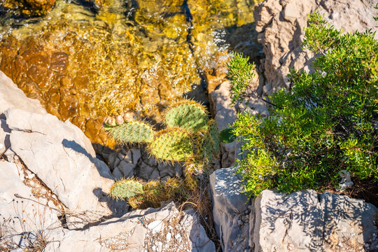 Cactus plant growing on rocky terrain near clear water, showcasing natural landscape and vibrant vegetation in a coastal environment, Croatia