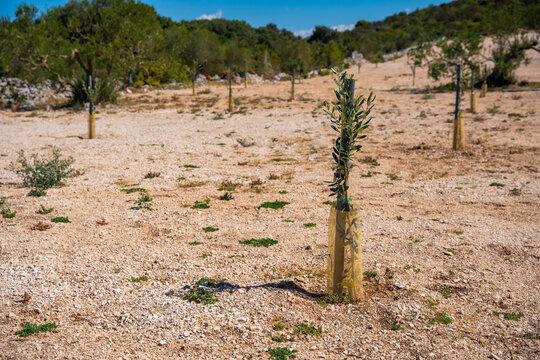 Olive saplings planted in a dry, rocky landscape with sparse vegetation under a clear blue sky in a Mediterranean region, Croatia