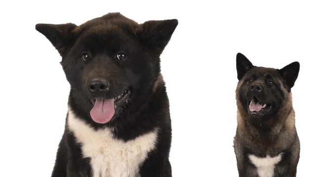 American Akita on a white background
