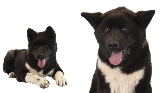 American Akita on a white background