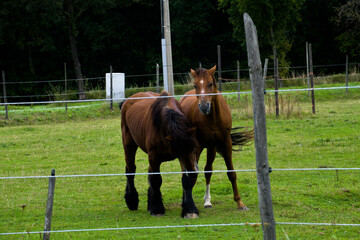 Two horses grazing near Schulenmeer, Lummen, Belgium © Daniel