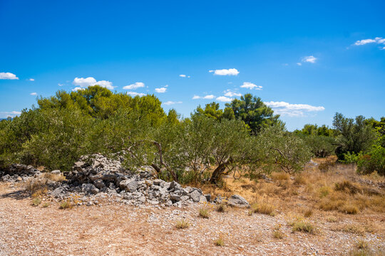 Ancient olive grove with dry stone walls, mature olive trees and Mediterranean vegetation under a clear blue sky. Traditional farming landscape reflecting sustainable agriculture and natural heritage.
