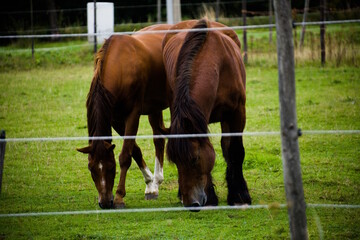 Two horses grazing near Schulenmeer, Lummen, Belgium © Daniel