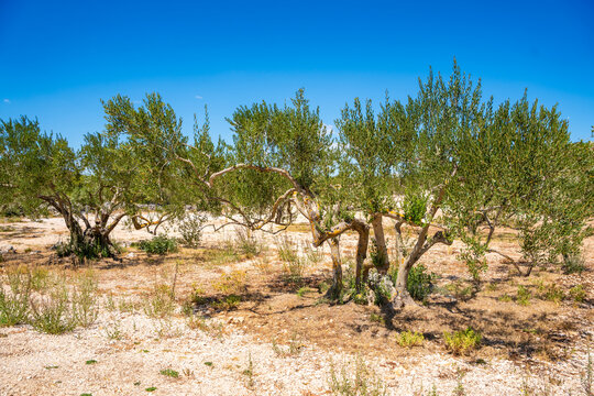 Ancient olive grove with dry stone walls, mature olive trees and Mediterranean vegetation under a clear blue sky. Traditional farming landscape reflecting sustainable agriculture and natural heritage.