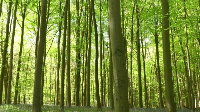 A tilt up shot of a green forest with a dense row of trees