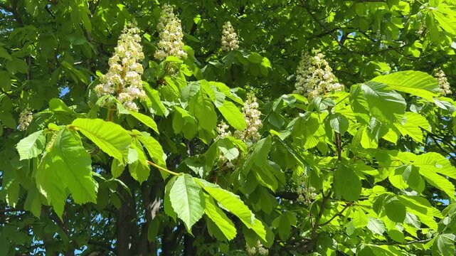 Spring blooming horse chestnut tree with white candles and green foliage.