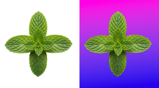 Fresh mint leaves arranged in symmetrical cross pattern background
