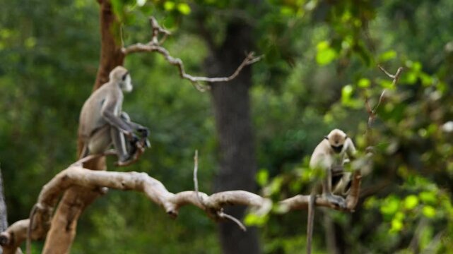Two tufted gray langurs sit on separate tree branches surrounded by vibrant green foliage in a Sri Lankan forest.