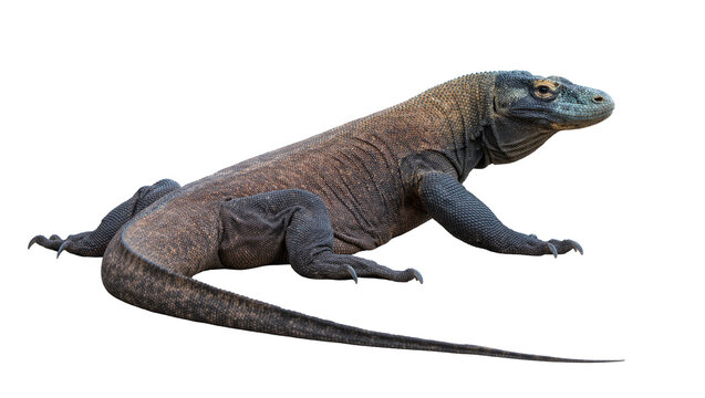 Large Komodo dragon reptile with scaly brown and grey skin, isolated on transparent background