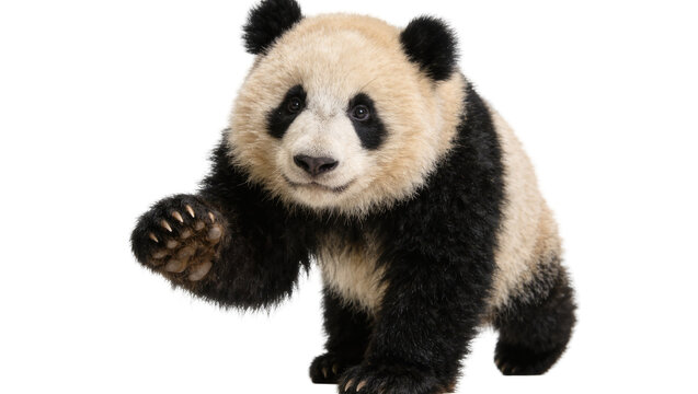 Fluffy giant panda cub waving its paw, isolated on transparent background
