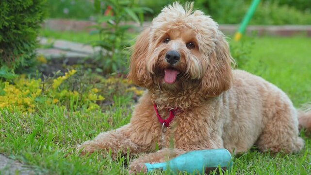 A beautiful curly brown doodle dog resting peacefully on green grass in summer. The fluffy pet looks calm and relaxed in a close-up portrait outdoors on a sunny day.