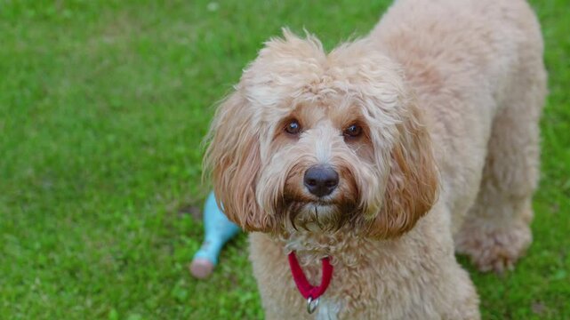 A beautiful curly brown doodle dog resting peacefully on green grass in summer. The fluffy pet looks calm and relaxed in a close-up portrait outdoors on a sunny day.