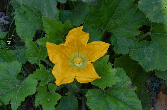 A beautiful top view close-up of a large vibrant yellow pumpkin blossom opening among thick green leaves in a garden bed. Concept of summer farming, agriculture, and organic vegetable growth.