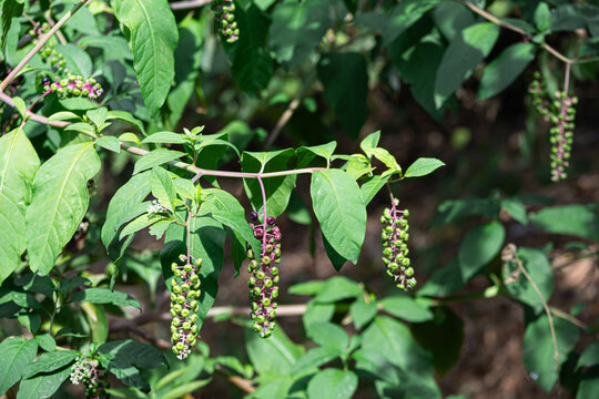 Pokeweed Berry Clusters Green Leaves Purple Stems in Woodland