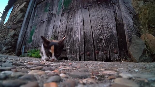 Curious Calico Kitten Emerging From Rustic Wooden Door