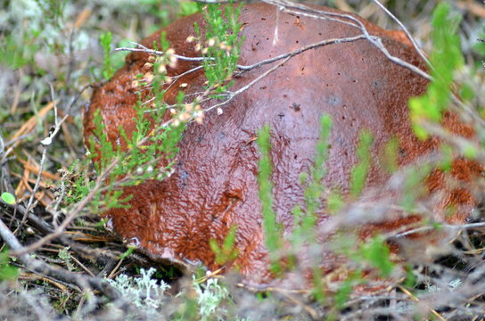 A beautiful close-up of a large brown boletus edulis mushroom cap growing among wild green heather plants and moss. Concept of autumn forest wilderness, organic picking, and cooking.