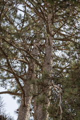 Obraz premium Pine Tree Trunk Branches Evergreen Forest Nature