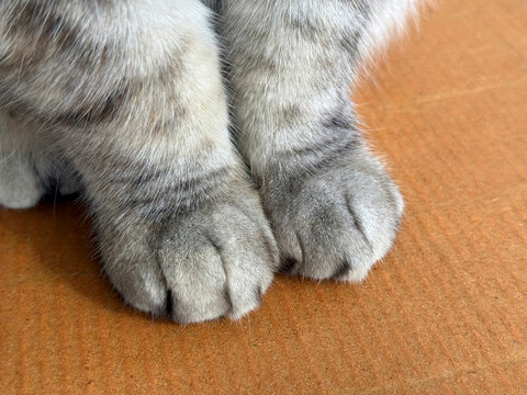 Cute fluffy cat paws forelegs close up