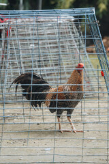Rooster standing inside a wire mesh cage outdoors © Anton Duris Photo