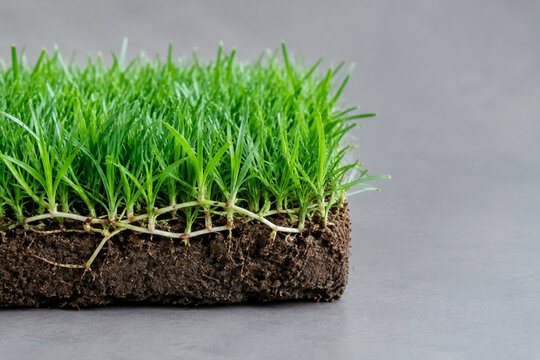 Fresh grass sod block with stolon network, lawn care and landscaping concept