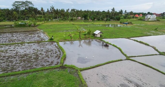 Farmer operating a hand tractor in a flooded rice paddy field, preparing land for planting, with lush green fields and palm trees defining the rural Indonesian agricultural landscape, Bali rural scene