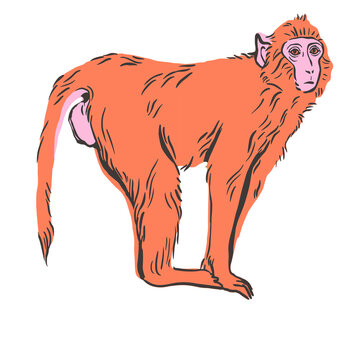 This is a charming hand drawn illustration depicting a vibrant monkey in a dynamic pose showcasing its playful nature and primate characteristics with simple yet