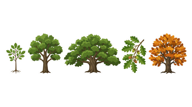Oak tree growth stages and elements vector set, mature green oak tree, autumn oak tree with orange leaves, oak branch with acorns and sapling