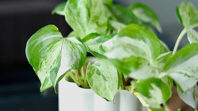 Green and white Epipremnum pathos houseplant with heart-shaped leaves in a white pot, on dark surface with blurred background 